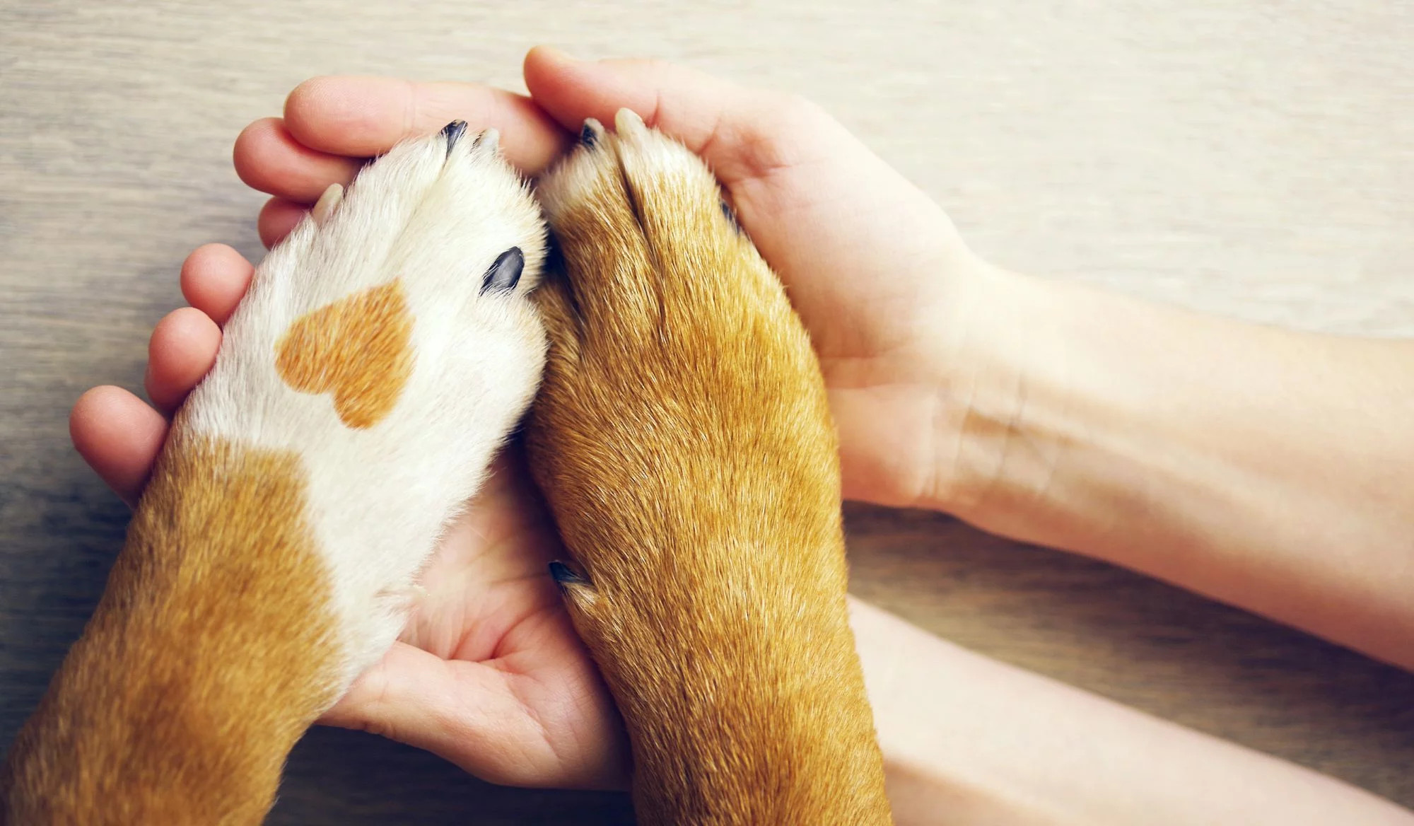 media.slide_animali_appartamentilevelecervia